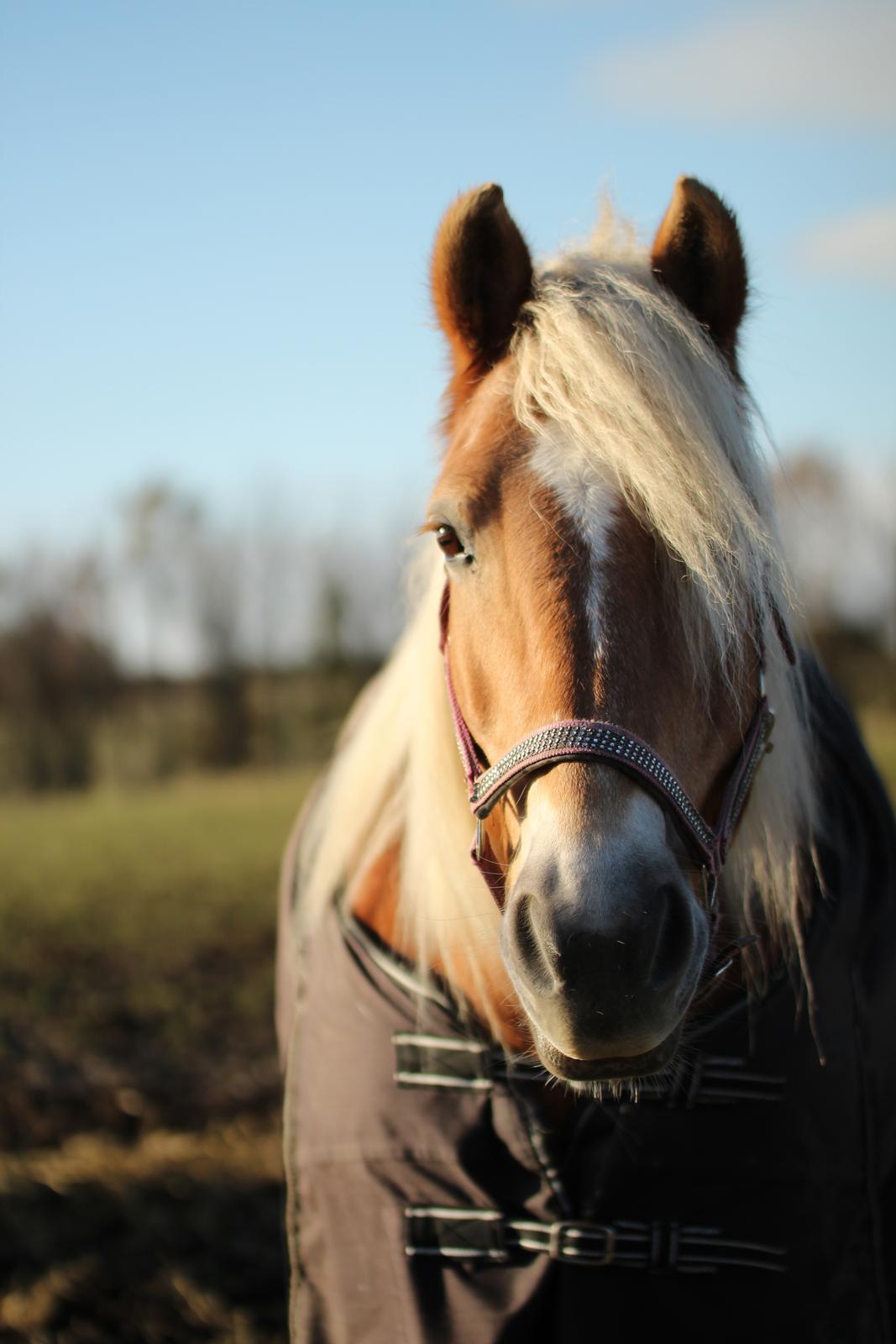 Tyroler Haflinger Astilbe billede 33