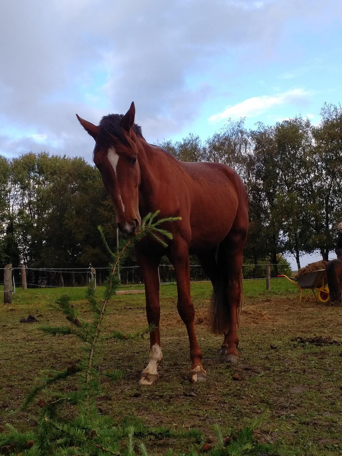 Dansk Varmblod Vestermarkens Daylight billede 19