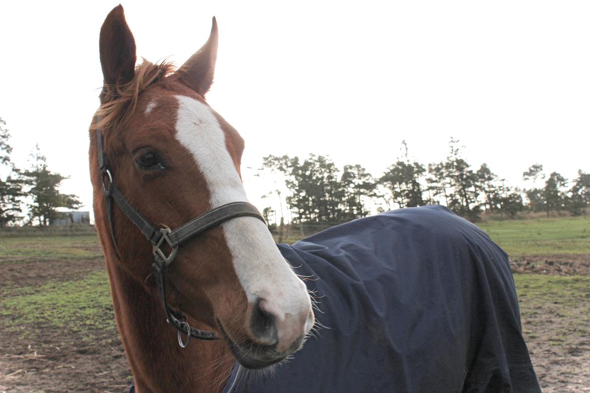 Anden særlig race Salshøjs Malou billede 39