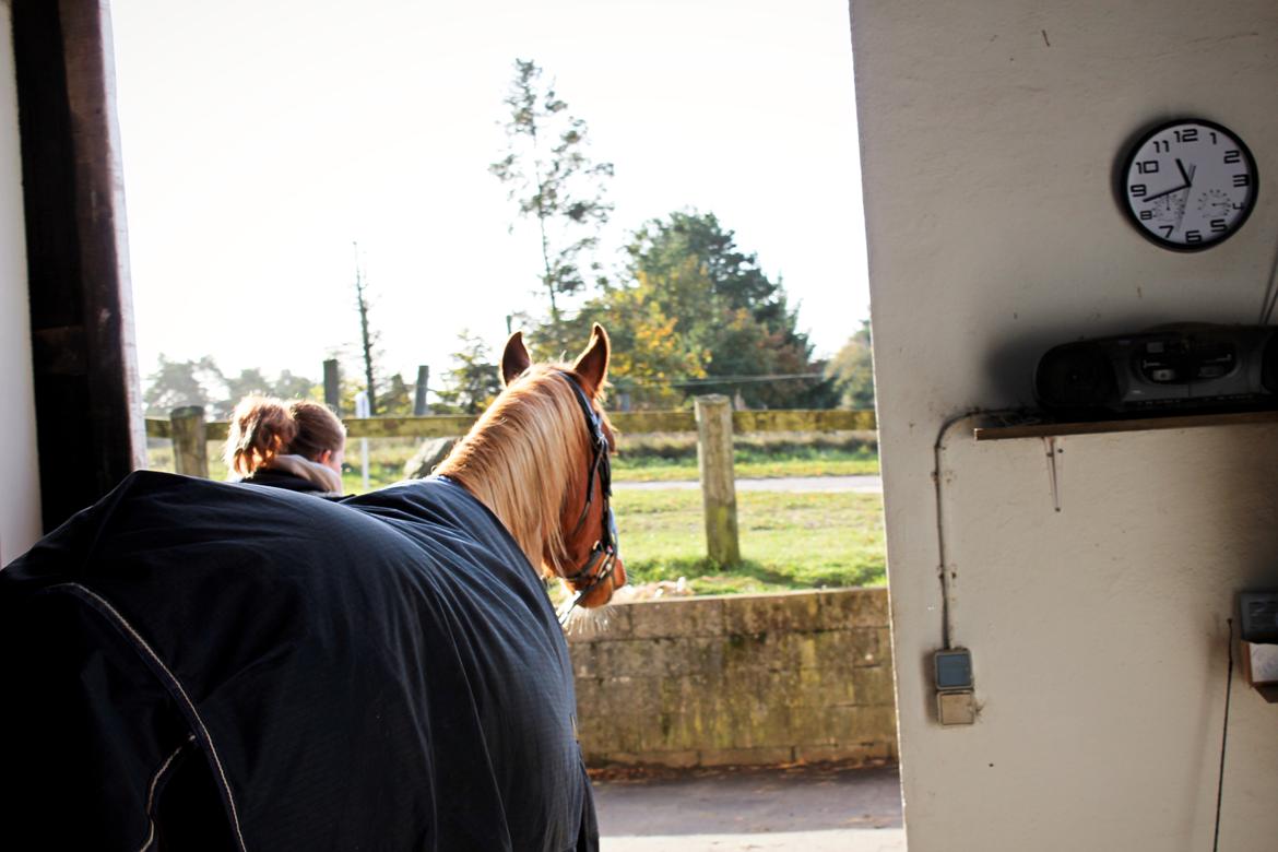 Anden særlig race Salshøjs Malou billede 10