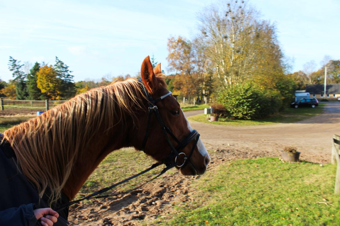 Anden særlig race Salshøjs Malou billede 32