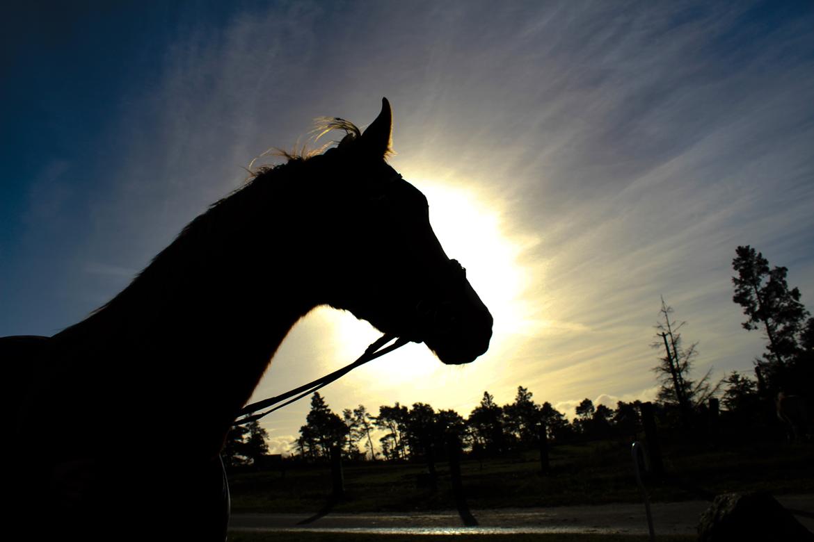 Anden særlig race Salshøjs Malou billede 13