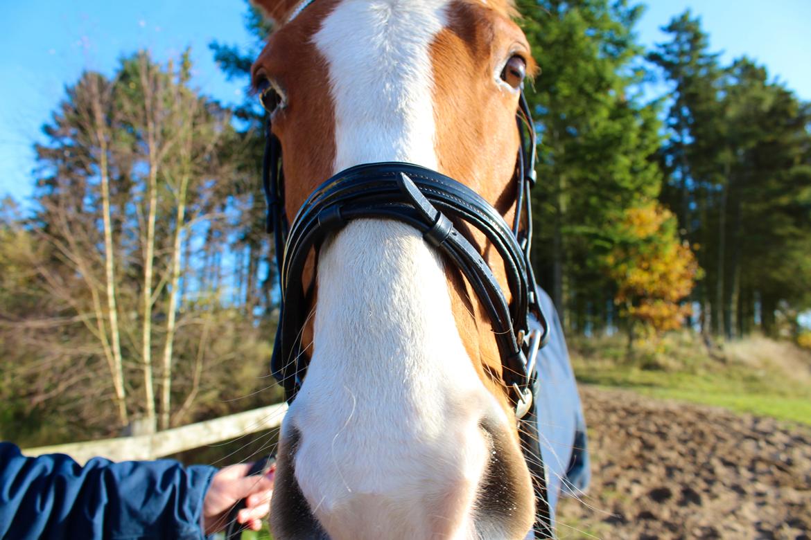 Anden særlig race Salshøjs Malou billede 4