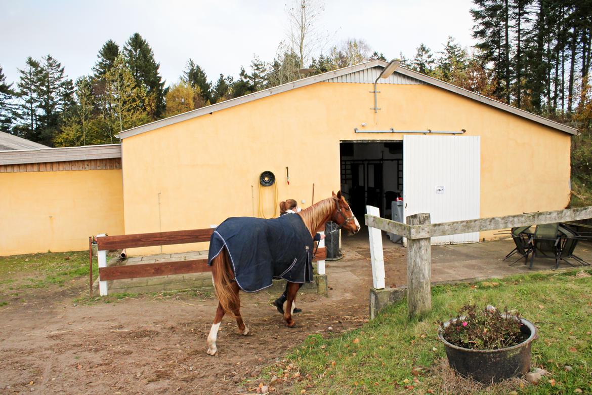 Anden særlig race Salshøjs Malou billede 18
