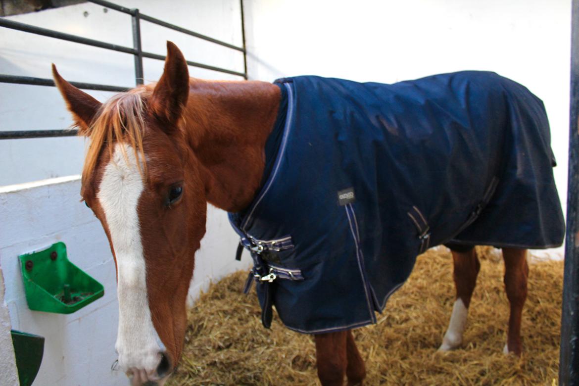 Anden særlig race Salshøjs Malou billede 6