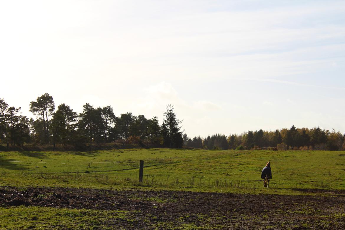 Anden særlig race Salshøjs Malou billede 16