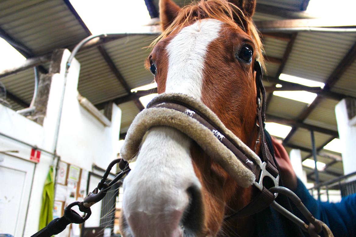 Anden særlig race Salshøjs Malou billede 22