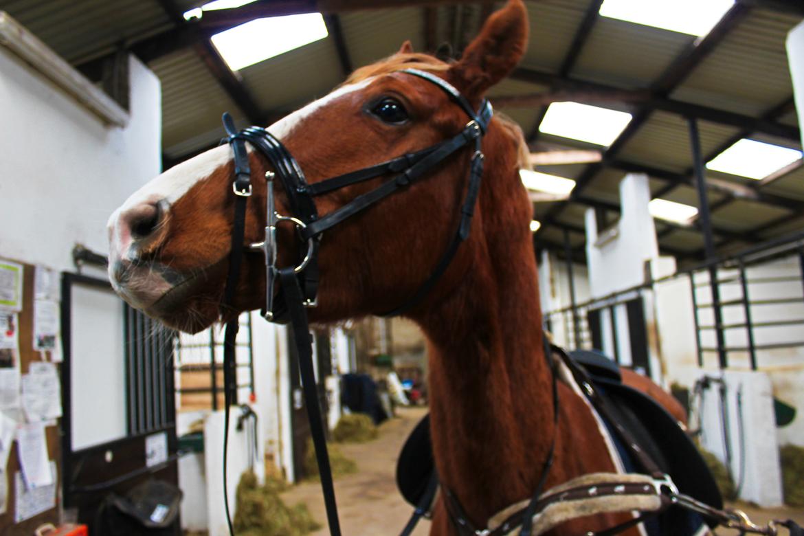 Anden særlig race Salshøjs Malou billede 33