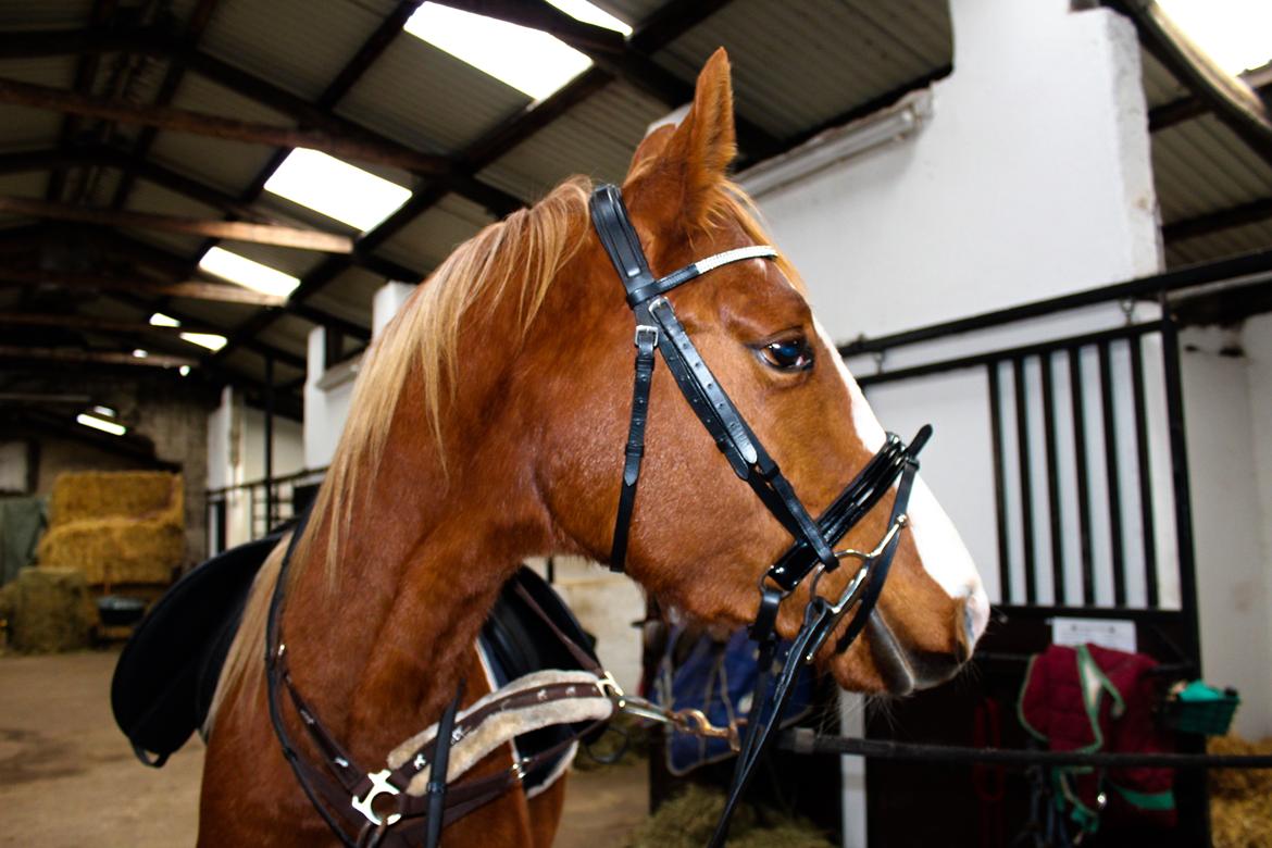 Anden særlig race Salshøjs Malou billede 14