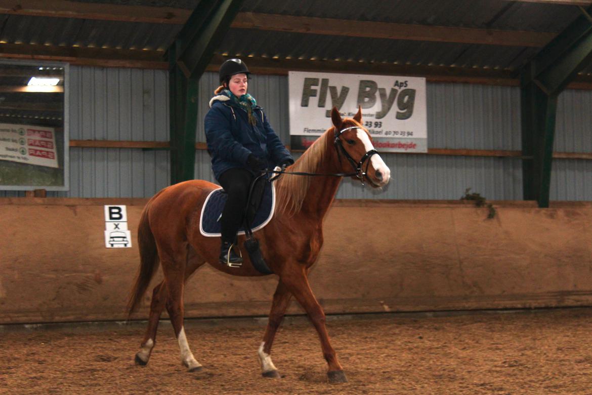 Anden særlig race Salshøjs Malou billede 11