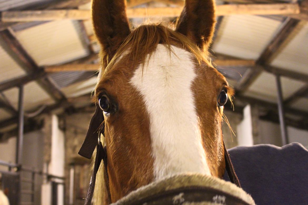 Anden særlig race Salshøjs Malou billede 1