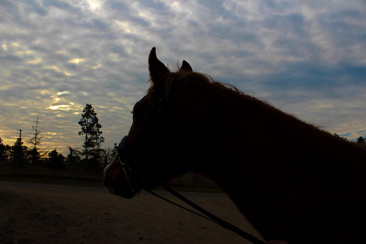 Anden særlig race Salshøjs Malou billede 19
