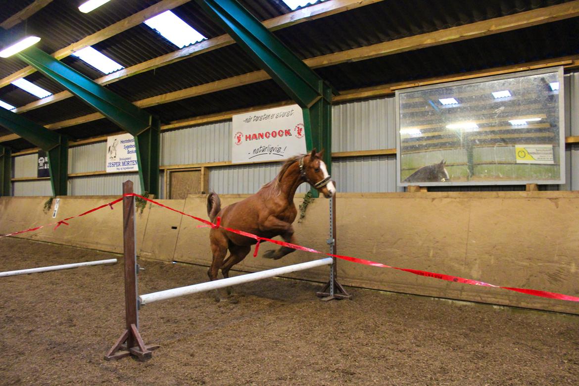 Anden særlig race Salshøjs Malou billede 17