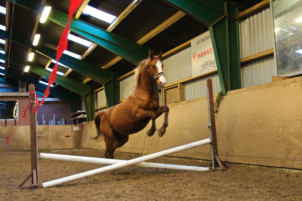 Anden særlig race Salshøjs Malou billede 36