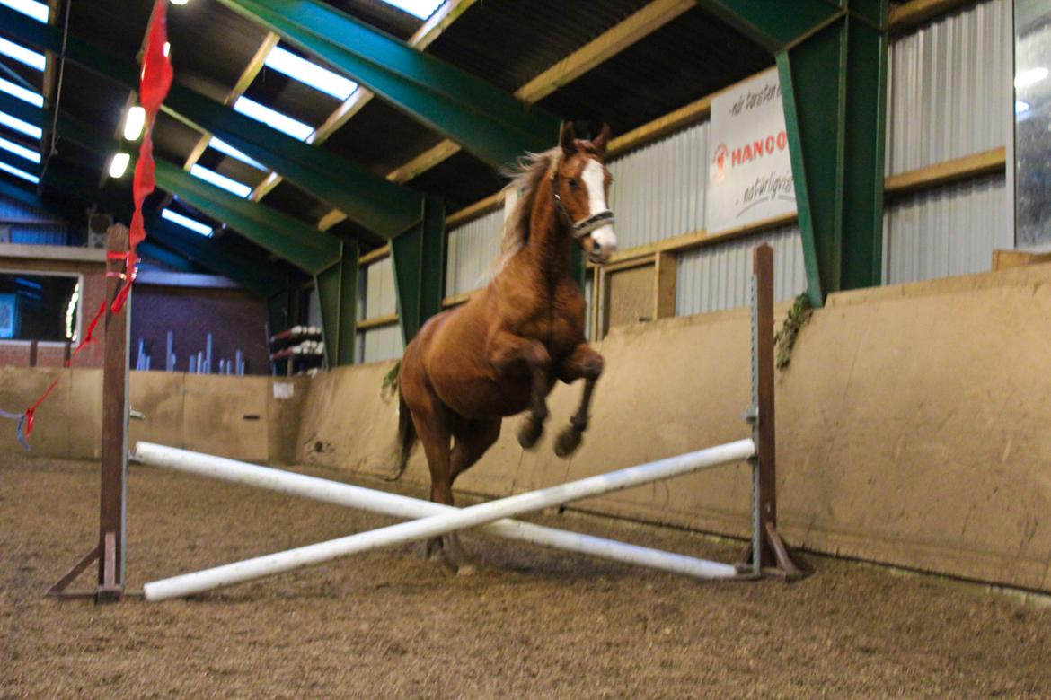 Anden særlig race Salshøjs Malou billede 23
