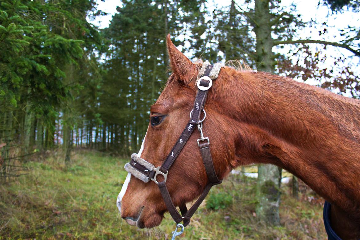 Anden særlig race Salshøjs Malou billede 8