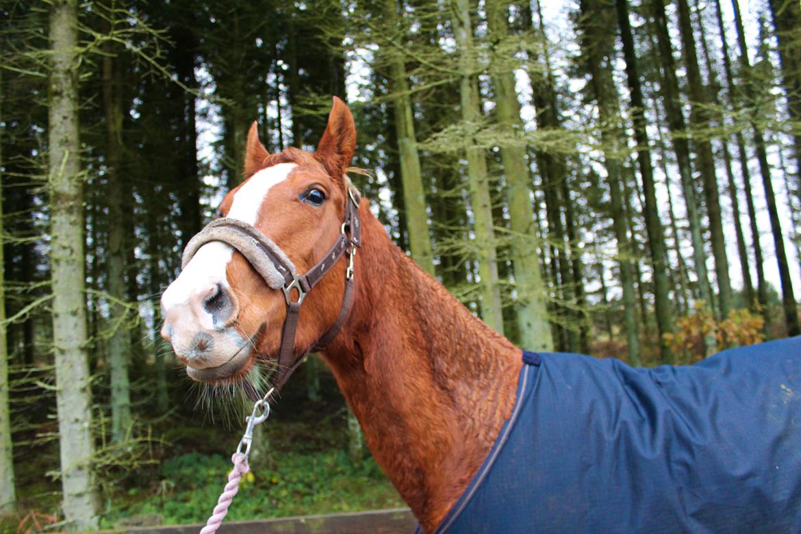 Anden særlig race Salshøjs Malou billede 20