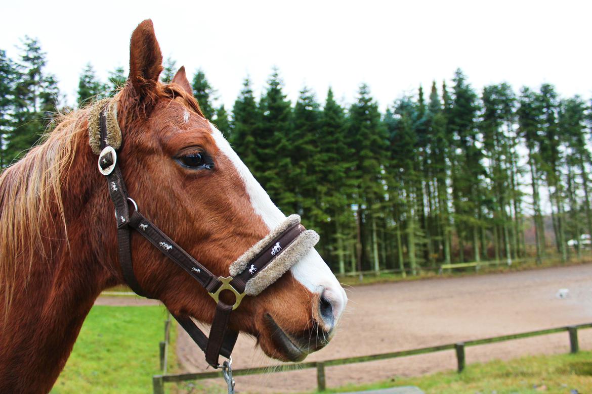 Anden særlig race Salshøjs Malou billede 24