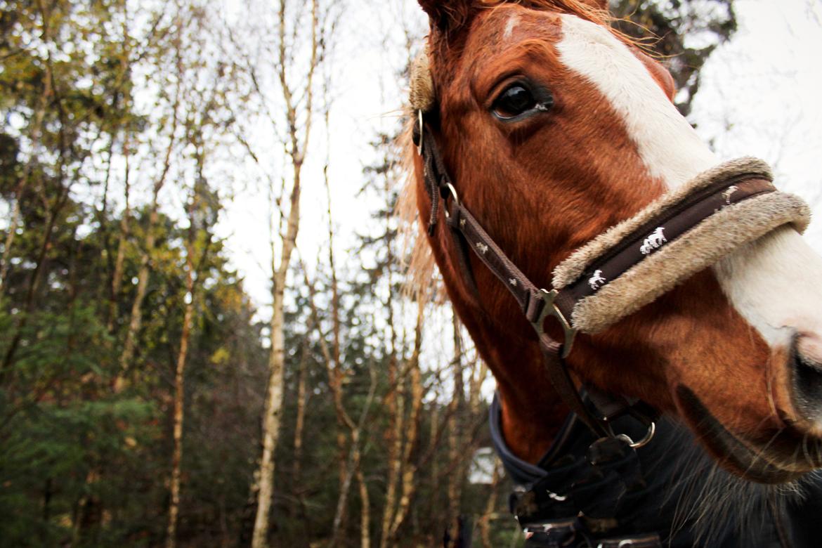 Anden særlig race Salshøjs Malou billede 25