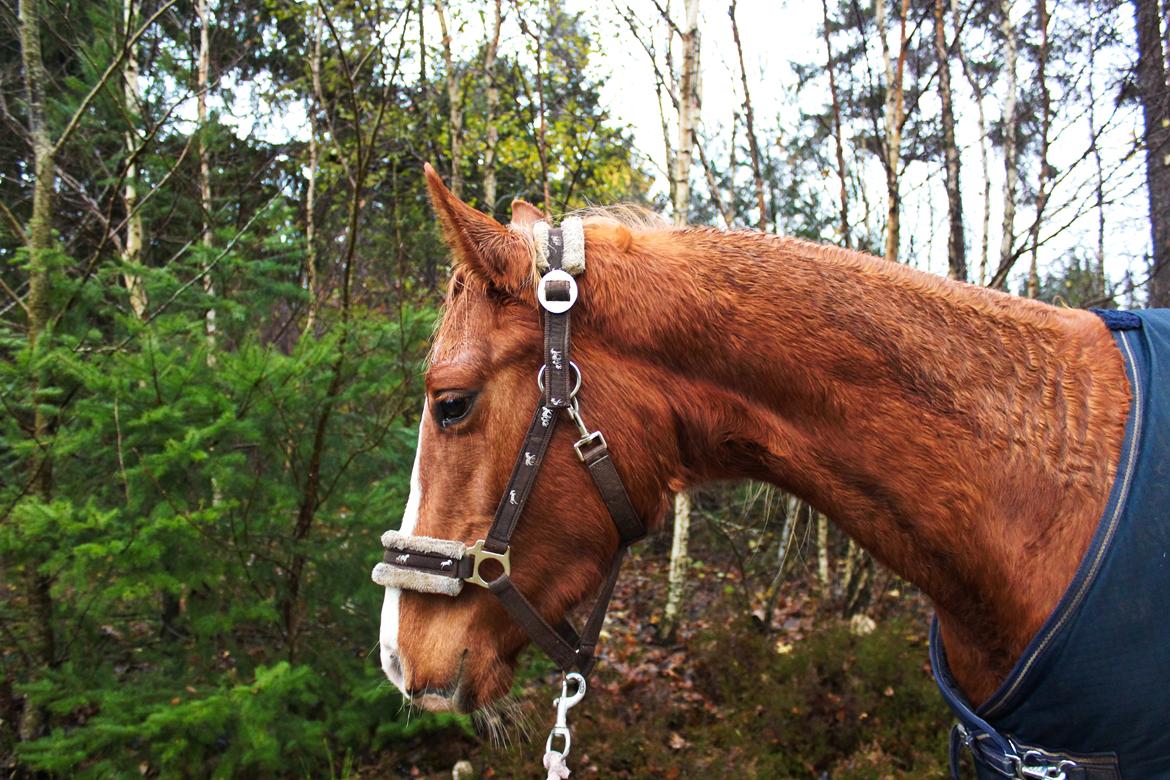 Anden særlig race Salshøjs Malou billede 26
