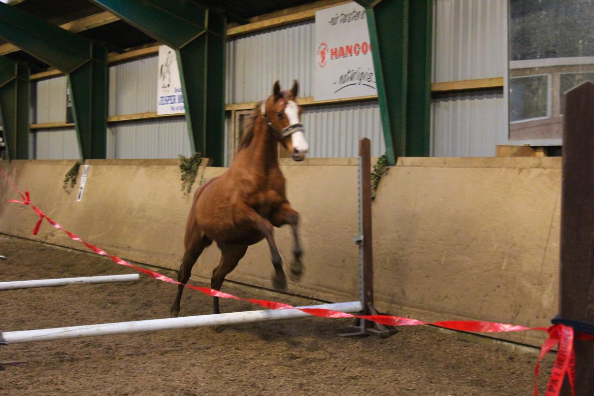 Anden særlig race Salshøjs Malou billede 15