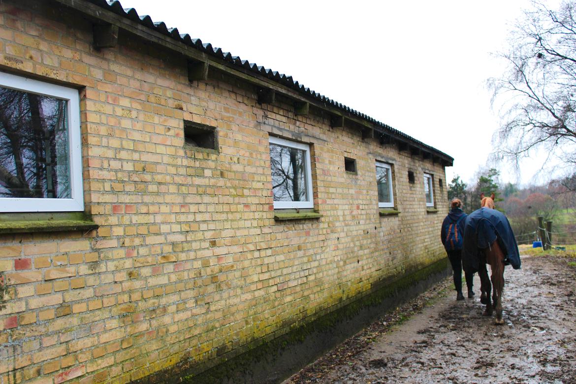 Anden særlig race Salshøjs Malou billede 5