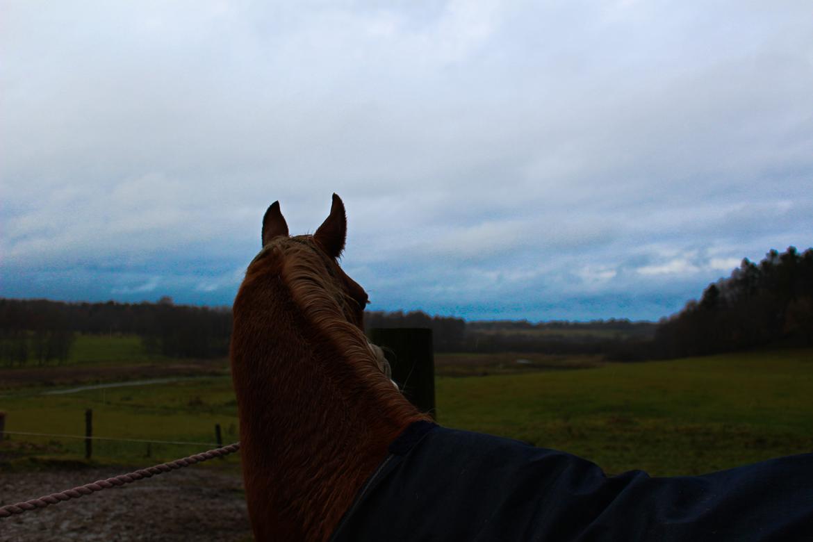 Anden særlig race Salshøjs Malou billede 28