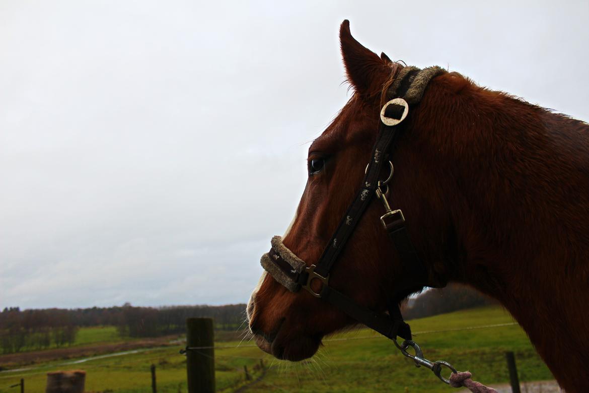 Anden særlig race Salshøjs Malou billede 29