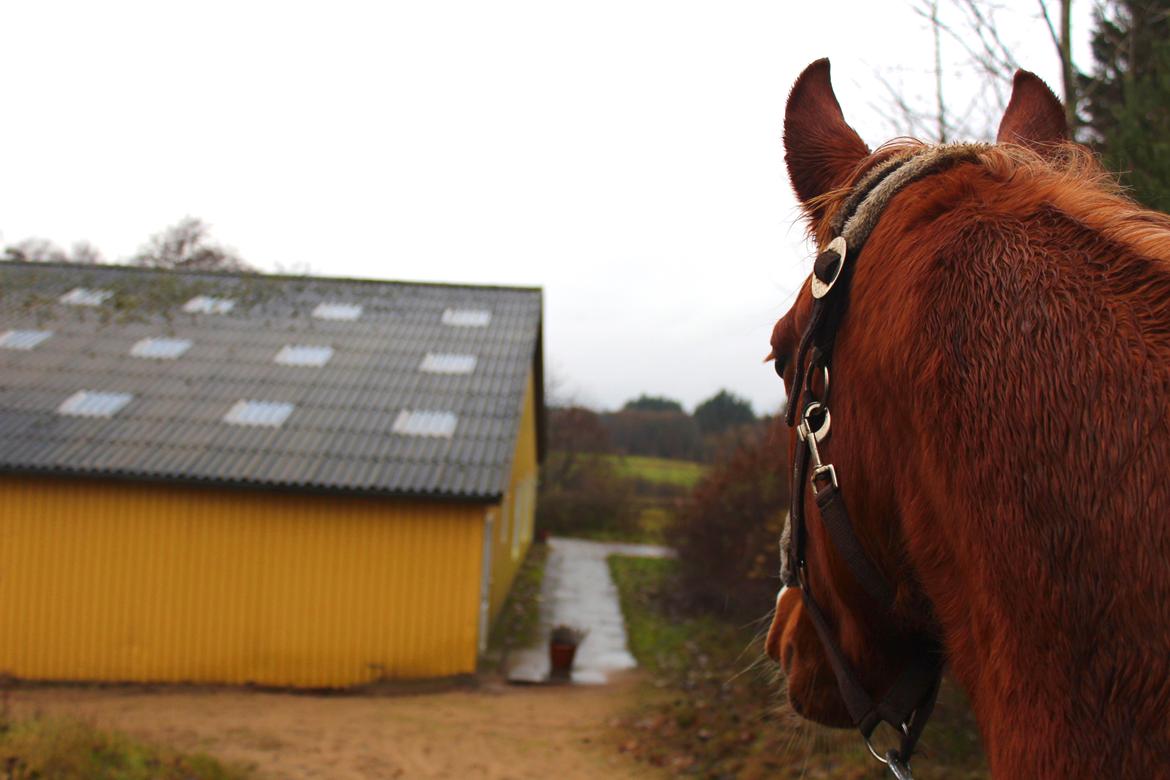 Anden særlig race Salshøjs Malou billede 27
