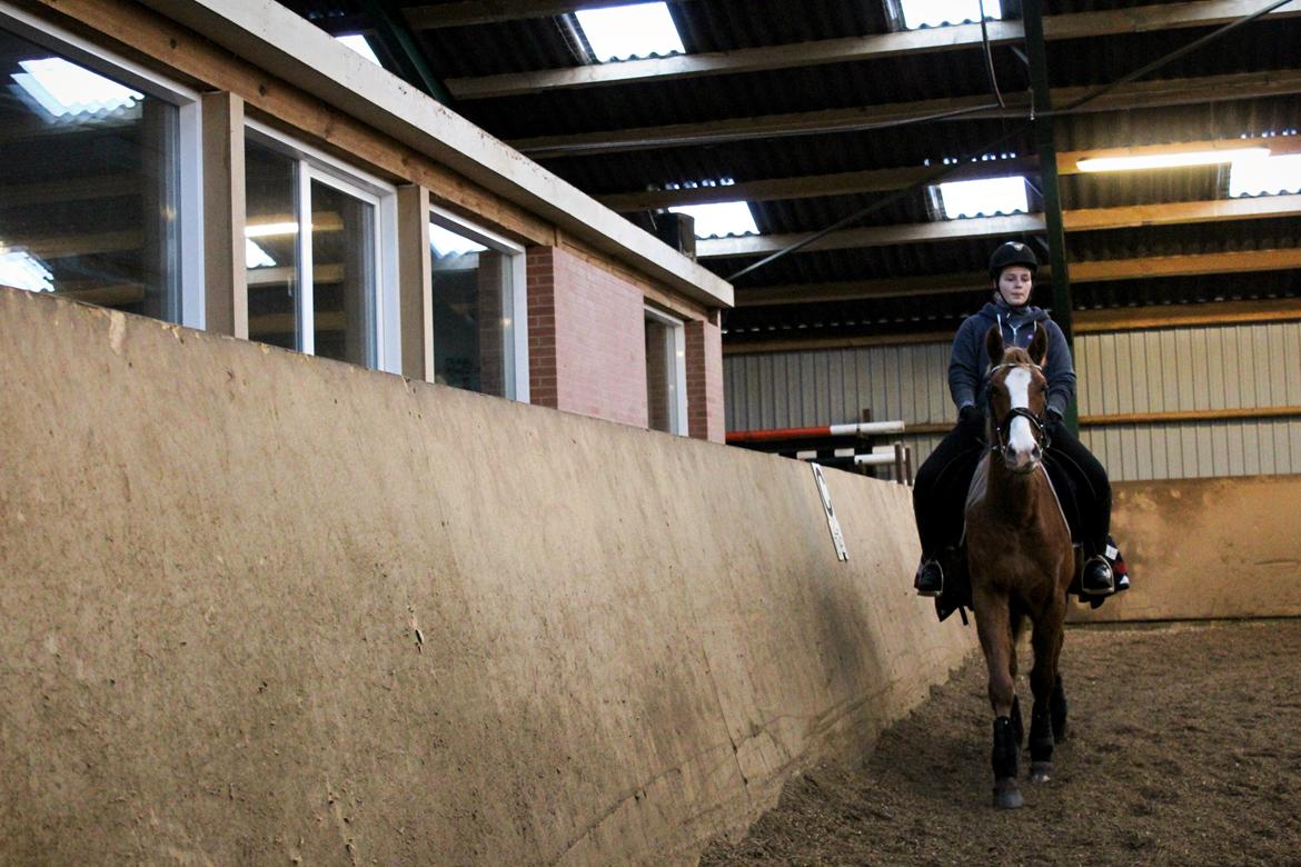 Anden særlig race Salshøjs Malou billede 31