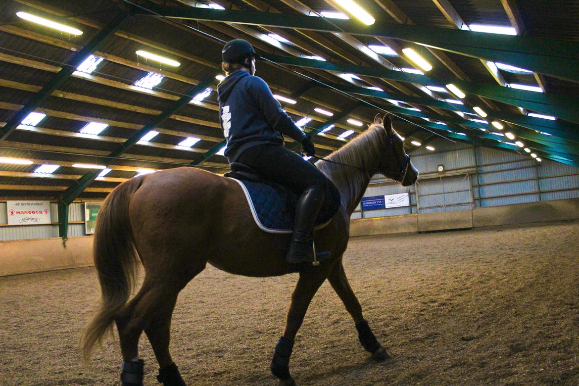 Anden særlig race Salshøjs Malou billede 9