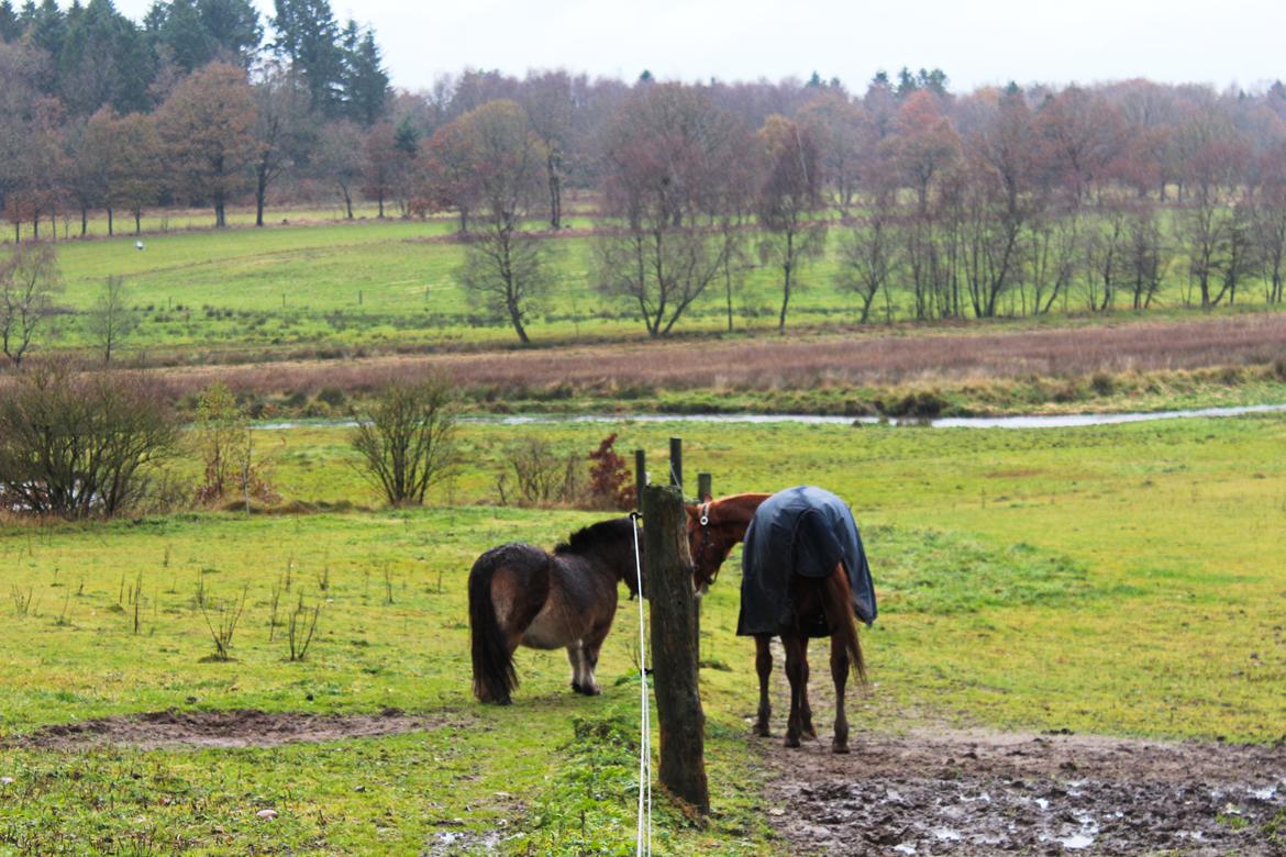 Anden særlig race Salshøjs Malou billede 30