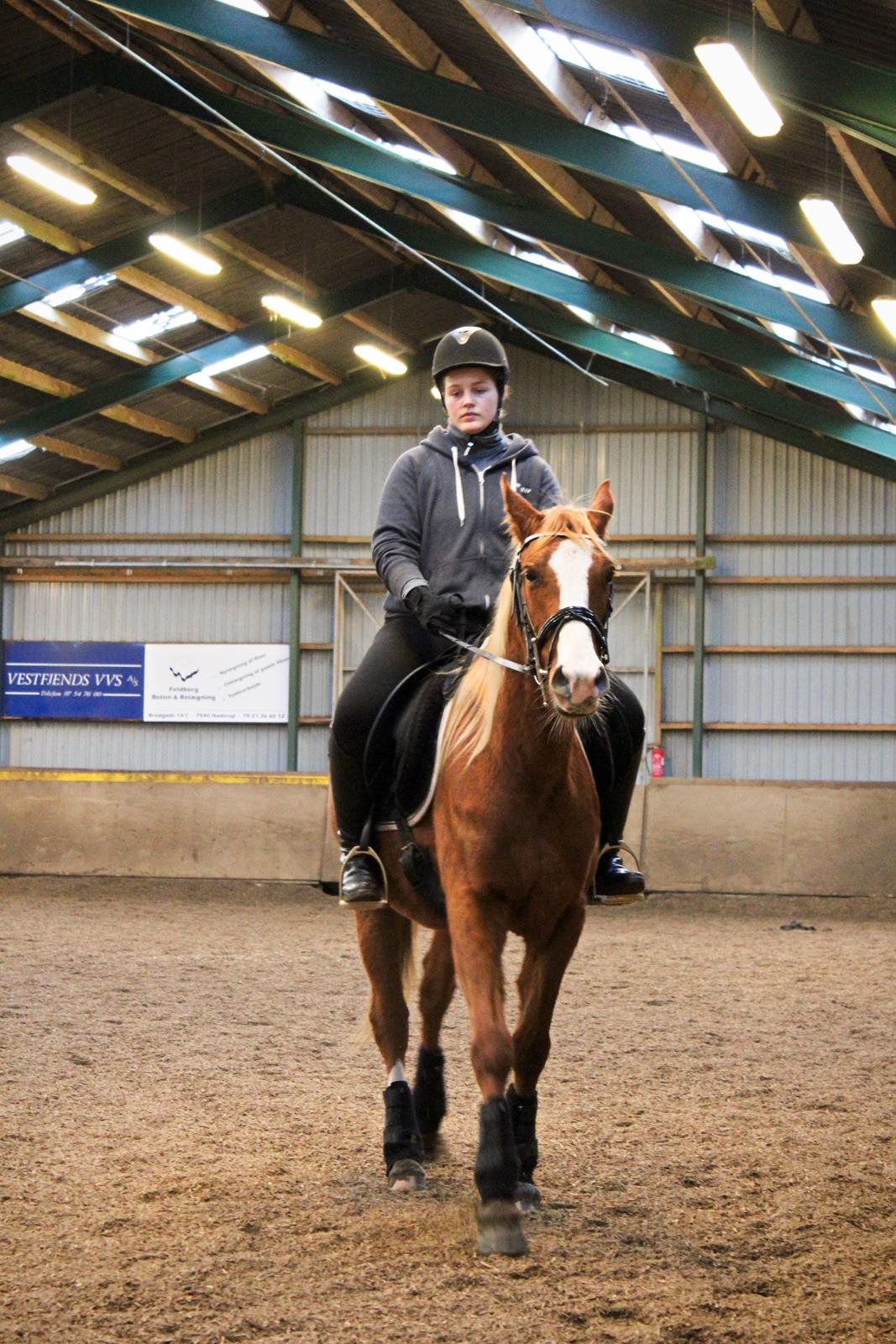 Anden særlig race Salshøjs Malou billede 35