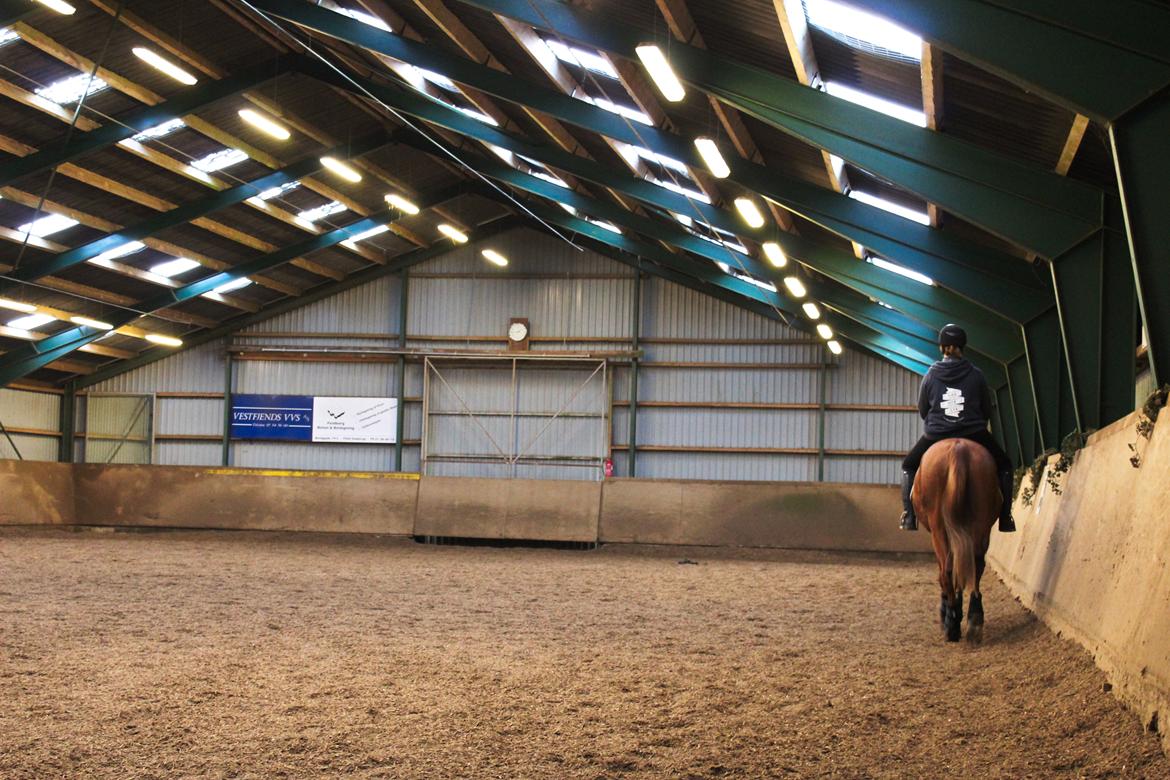 Anden særlig race Salshøjs Malou billede 37