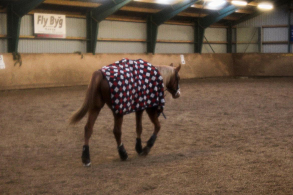 Anden særlig race Salshøjs Malou billede 41