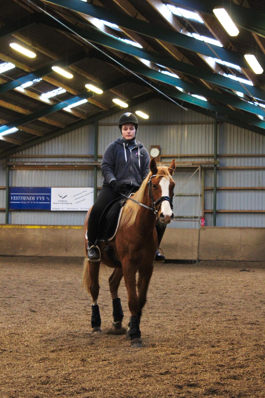 Anden særlig race Salshøjs Malou billede 3