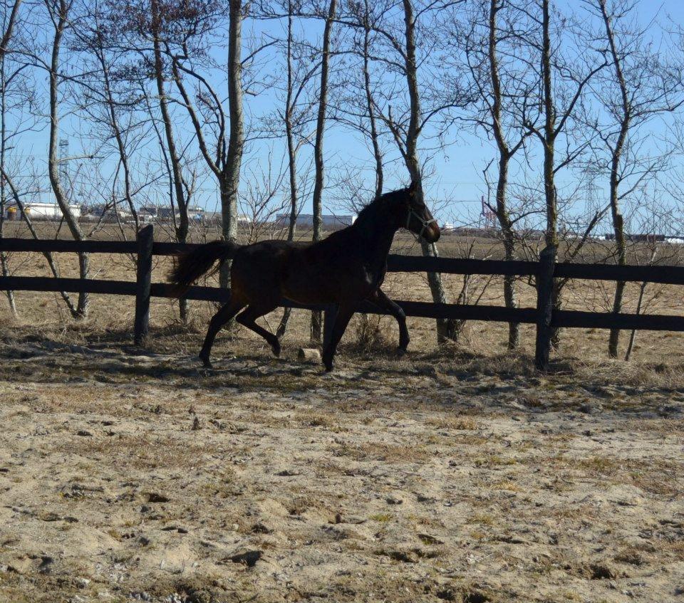 Anden særlig race Vejrholms Canto billede 4