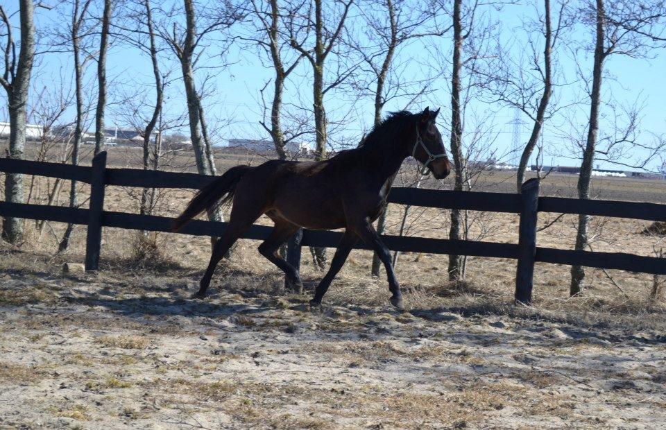 Anden særlig race Vejrholms Canto billede 3
