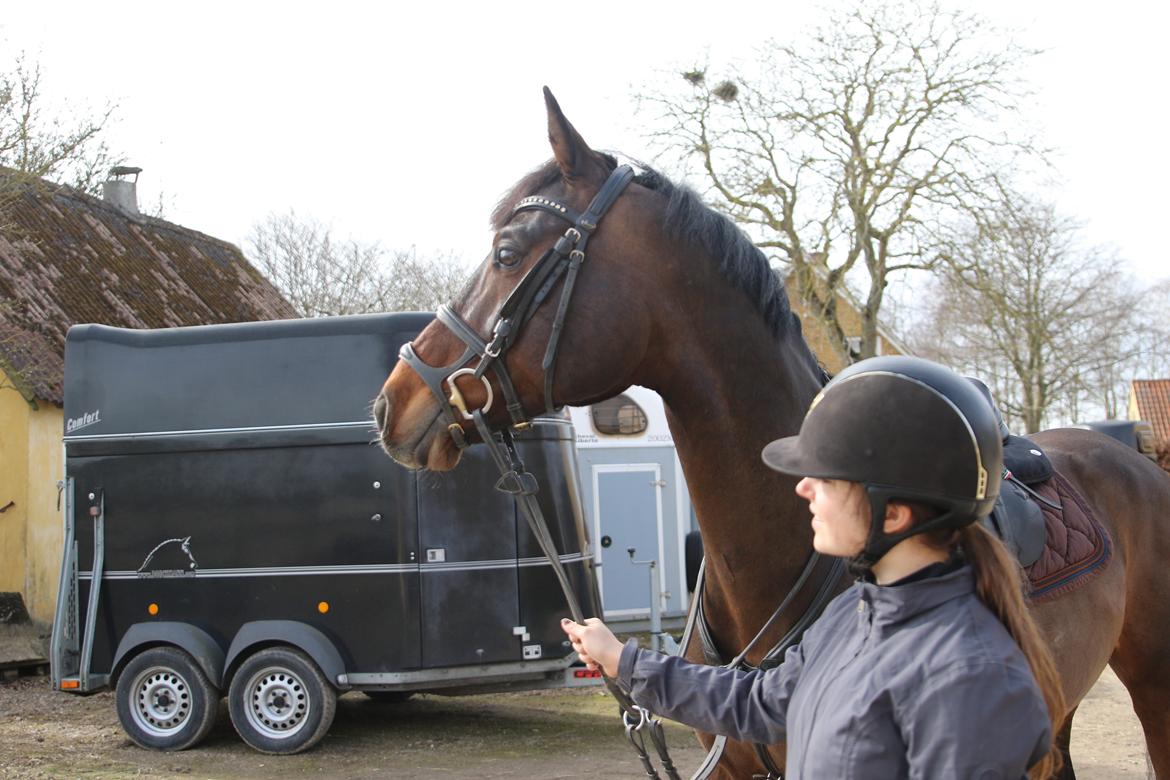 Holstener Braveheart billede 9