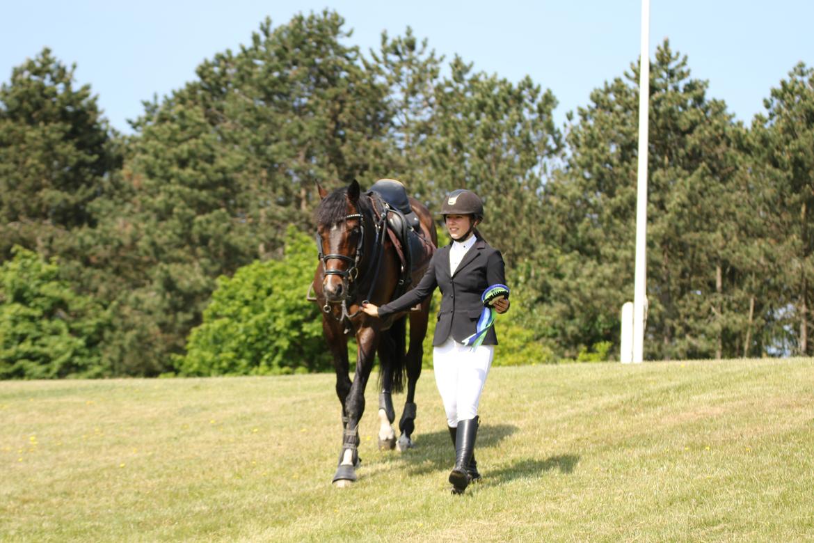 Holstener Braveheart billede 14