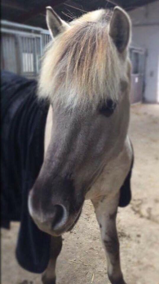 Fjordhest V. Linderup piccaso billede 1