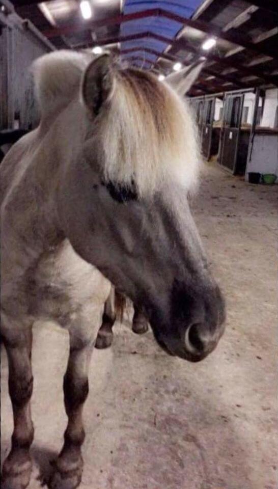 Fjordhest V. Linderup piccaso billede 4