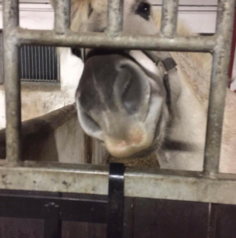 Fjordhest V. Linderup piccaso billede 3