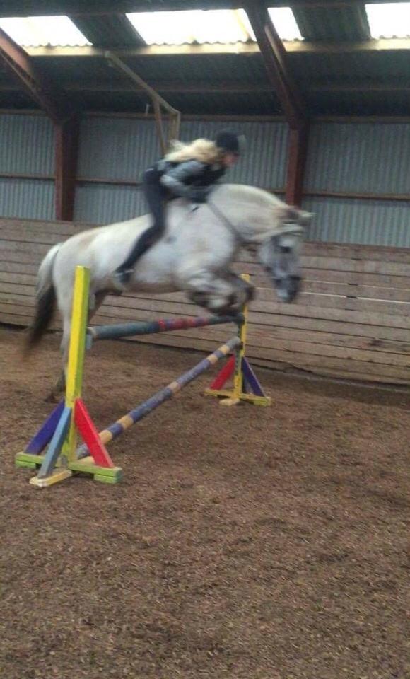 Fjordhest V. Linderup piccaso billede 5