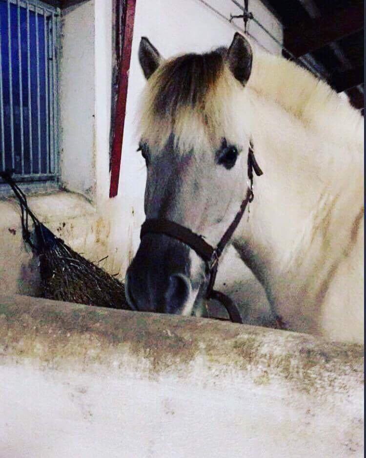 Fjordhest V. Linderup piccaso billede 6