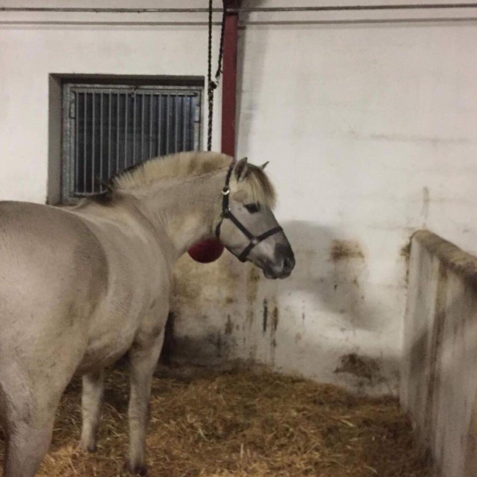 Fjordhest V. Linderup piccaso billede 7