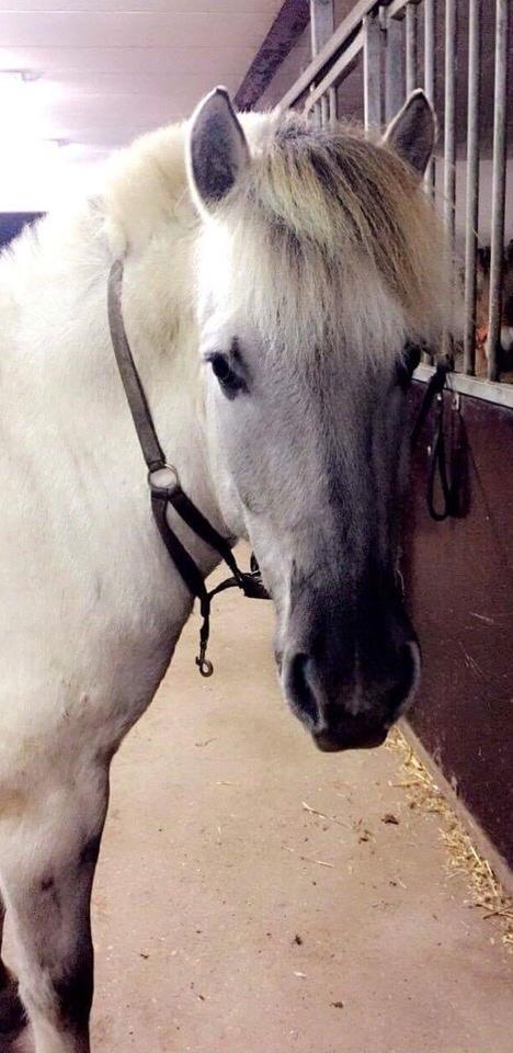 Fjordhest V. Linderup piccaso billede 8