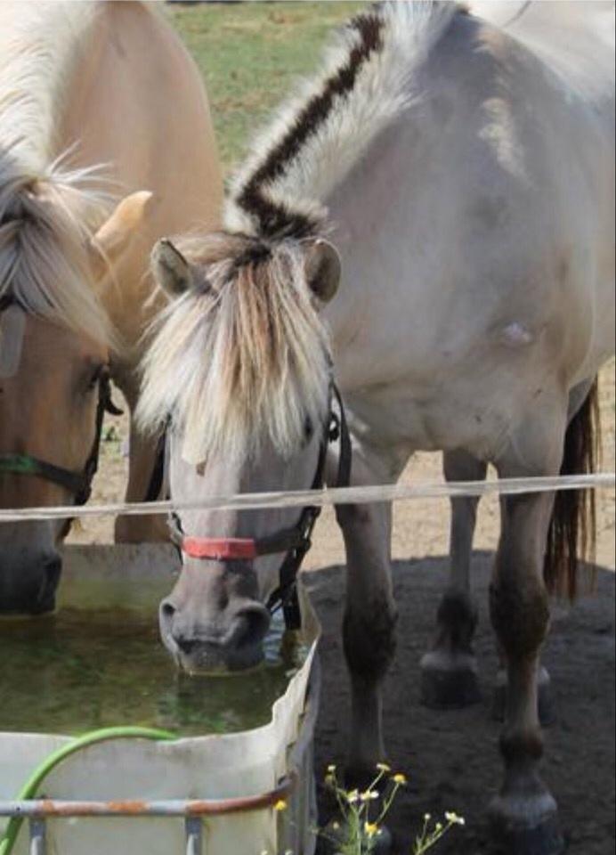 Fjordhest V. Linderup piccaso billede 9