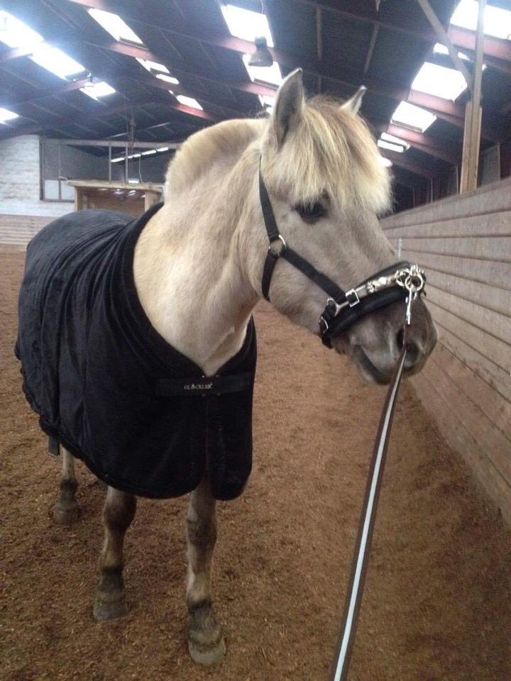 Fjordhest V. Linderup piccaso billede 11