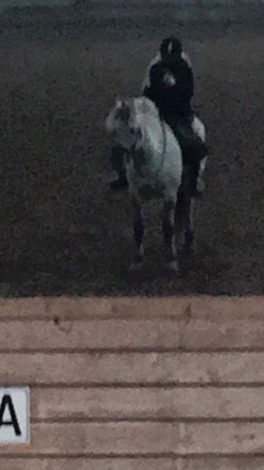 Fjordhest V. Linderup piccaso billede 10